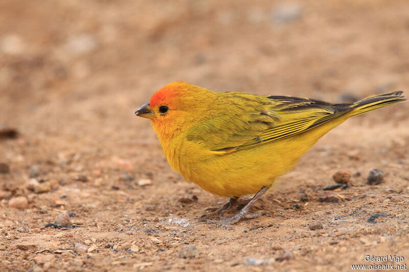 Saffron Finch male adult