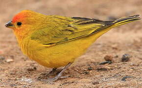 Saffron Finch