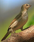 Saffron Finch