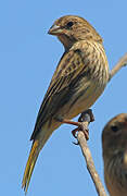 Saffron Finch