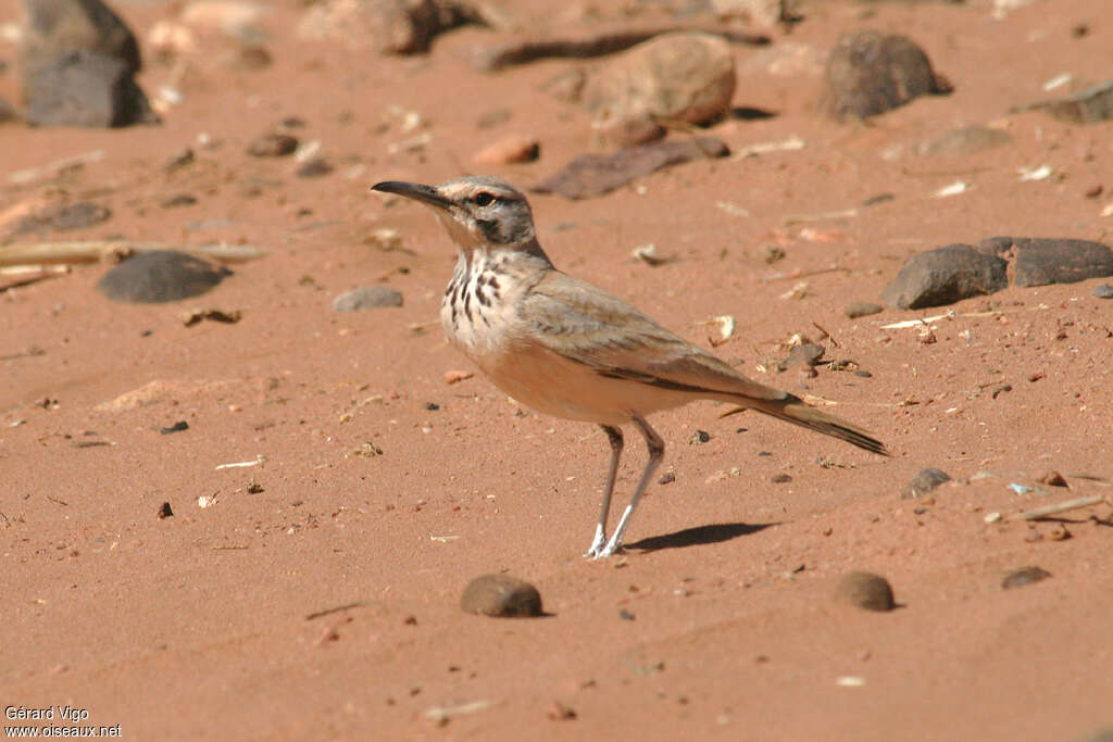 Sirli du désertadulte, identification