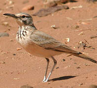 Greater Hoopoe-Lark