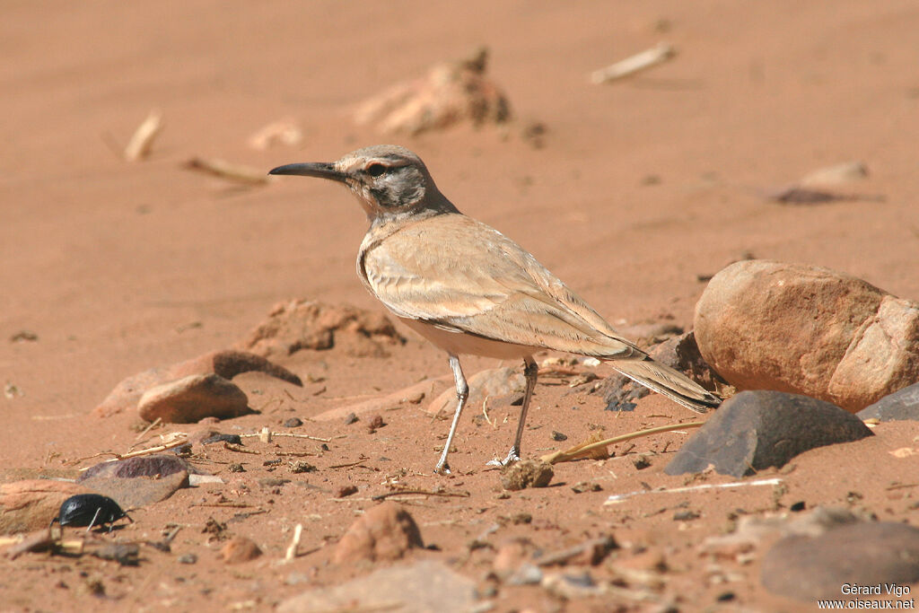 Greater Hoopoe-Larkadult