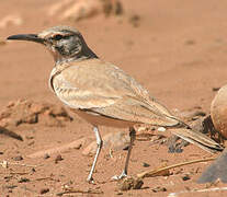 Greater Hoopoe-Lark