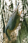 Eurasian Nuthatch