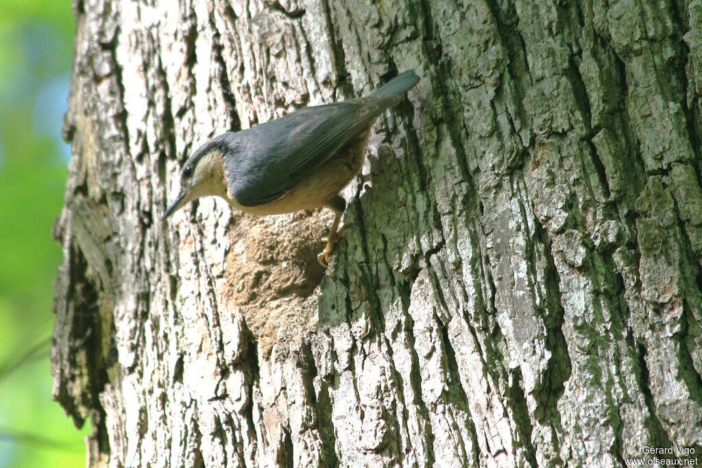 Eurasian Nuthatchadult