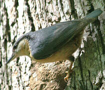 Eurasian Nuthatch