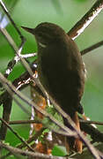 Amazonian Plain Xenops