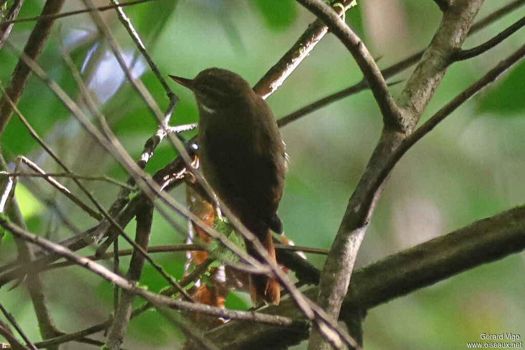 Northern Plain Xenops adult