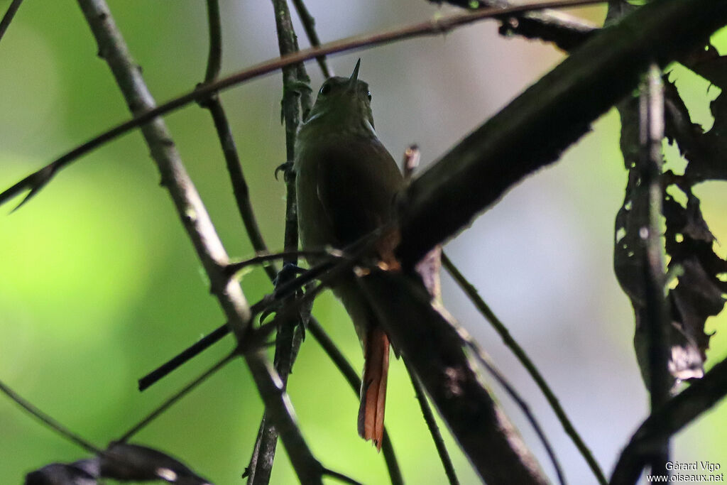 Northern Plain Xenops adult