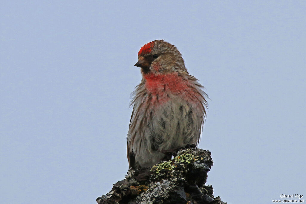 Common Redpoll male adult breeding