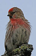 Common Redpoll