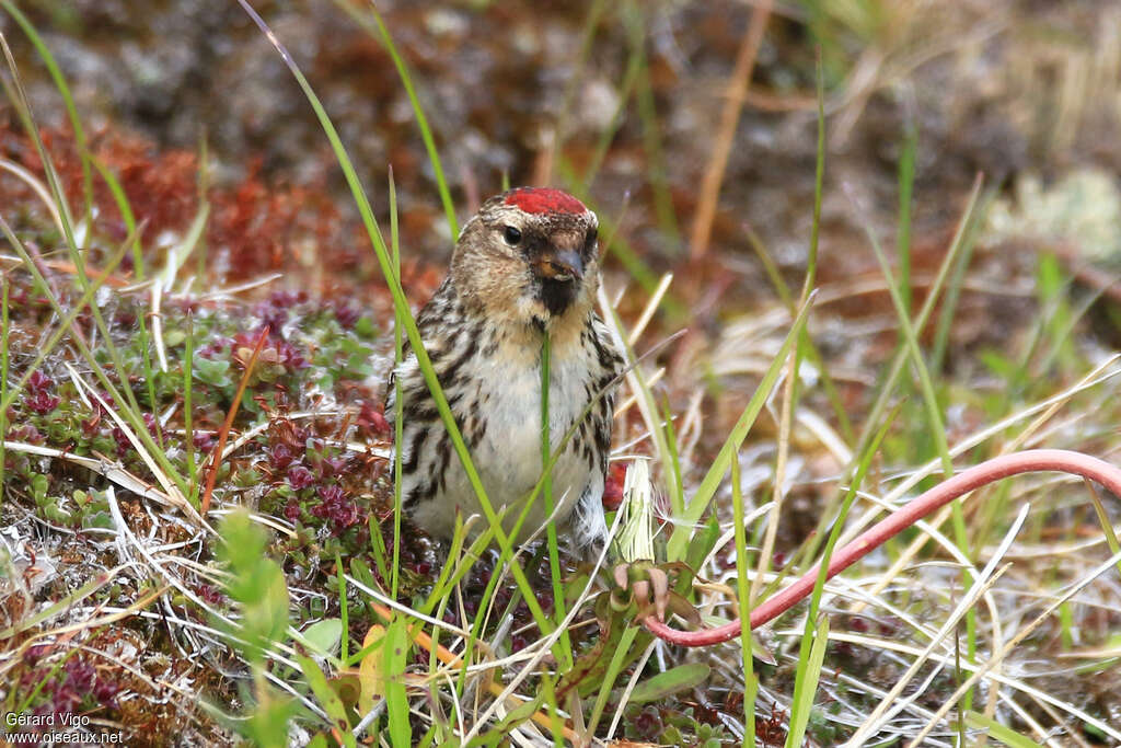 Common Redpoll female adult breeding, close-up portrait