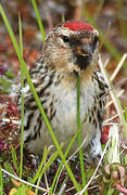 Common Redpoll