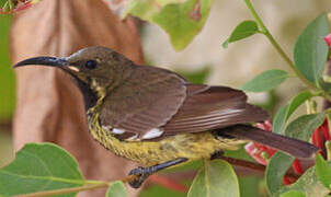 Beautiful Sunbird