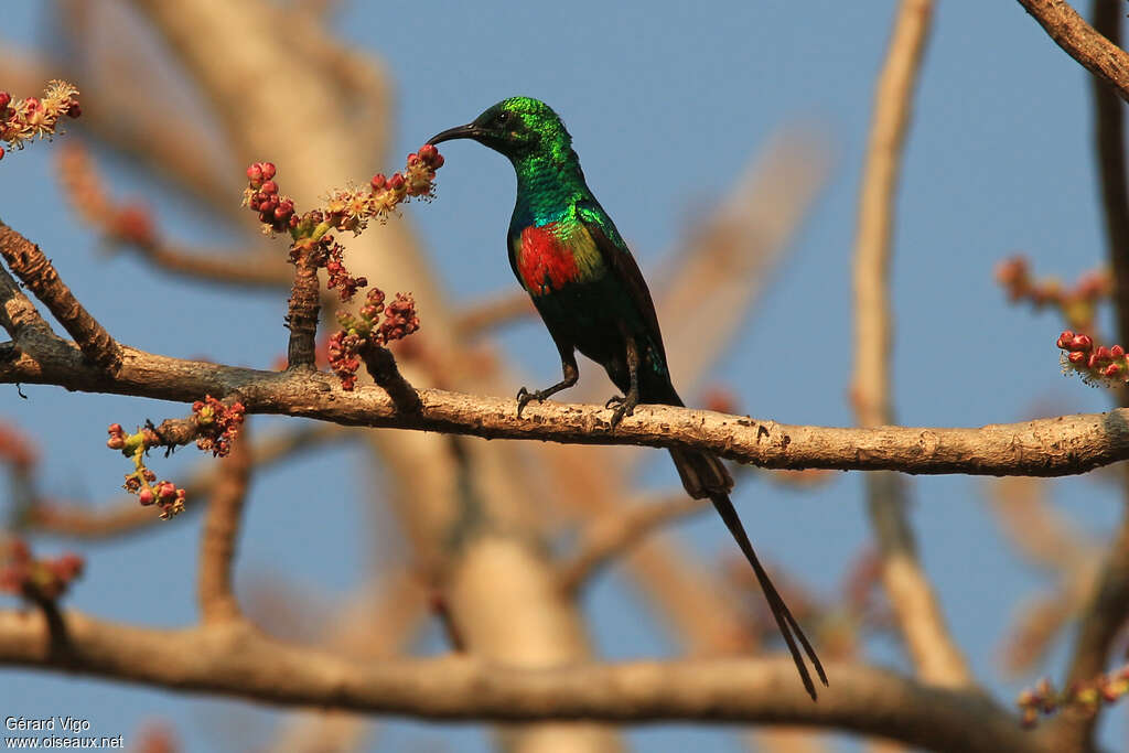 Beautiful Sunbird male adult breeding, pigmentation, eats