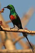 Beautiful Sunbird