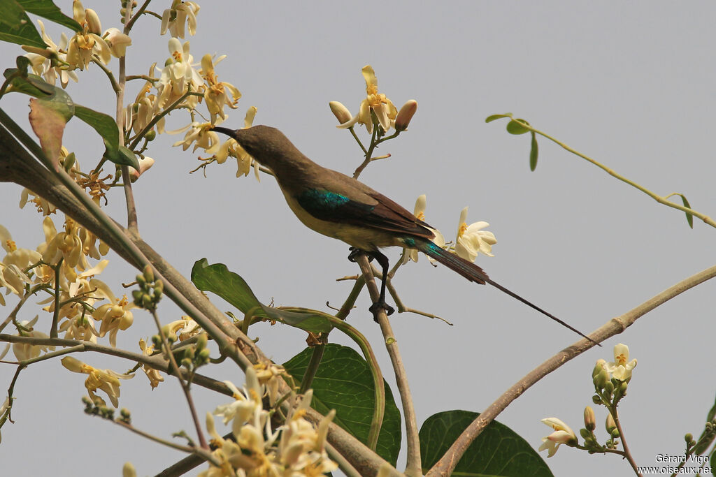 Beautiful Sunbird male immature