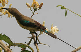 Beautiful Sunbird