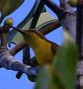 Sahul Sunbird