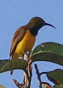 Sahul Sunbird