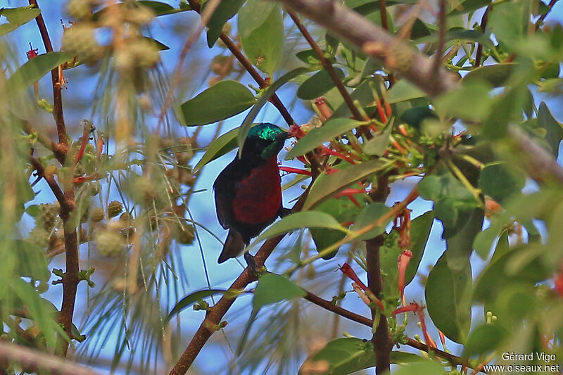 Scarlet-chested Sunbird male adult