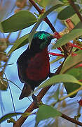 Scarlet-chested Sunbird