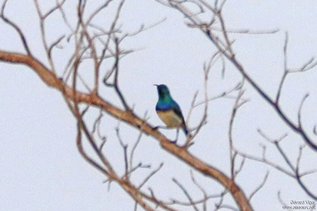 Souimanga à ventre blanc