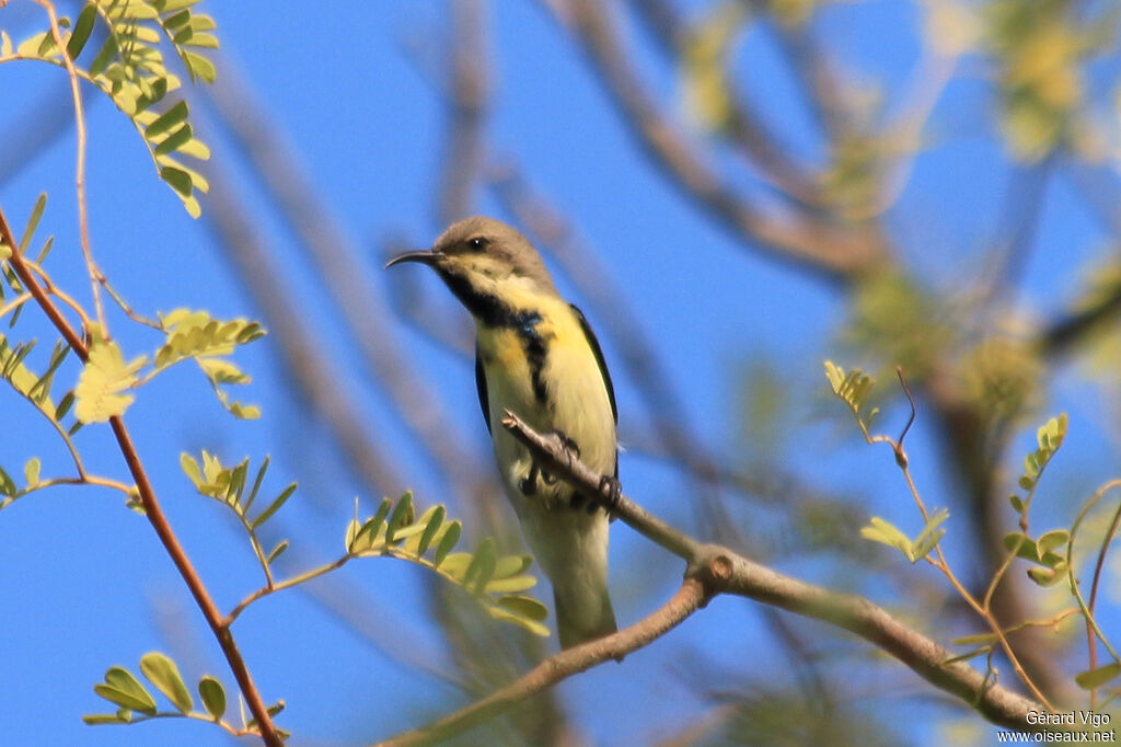 Souimanga asiatiqueadulte