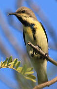 Purple Sunbird