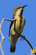 Purple Sunbird