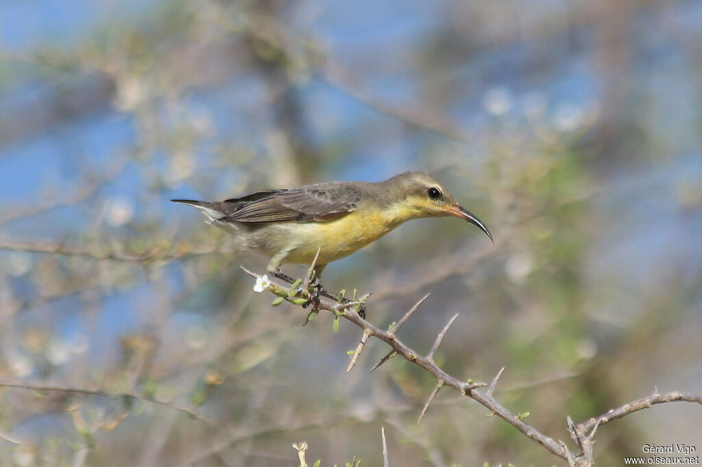 Souimanga asiatiqueadulte