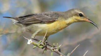 Purple Sunbird