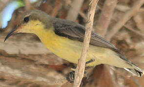 Purple Sunbird