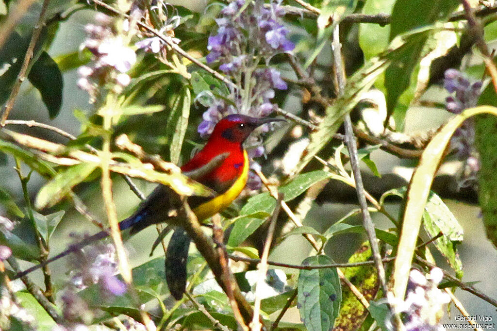 Mrs. Gould's Sunbird male adult