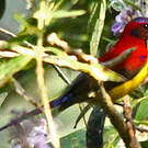 Souimanga de Gould