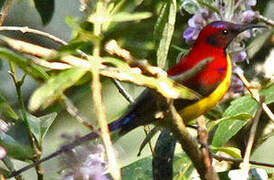 Mrs. Gould's Sunbird