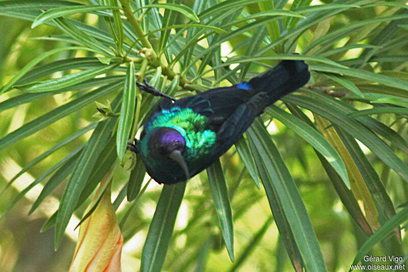 Arabian Sunbird male adult