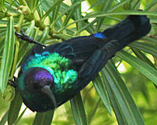 Arabian Sunbird