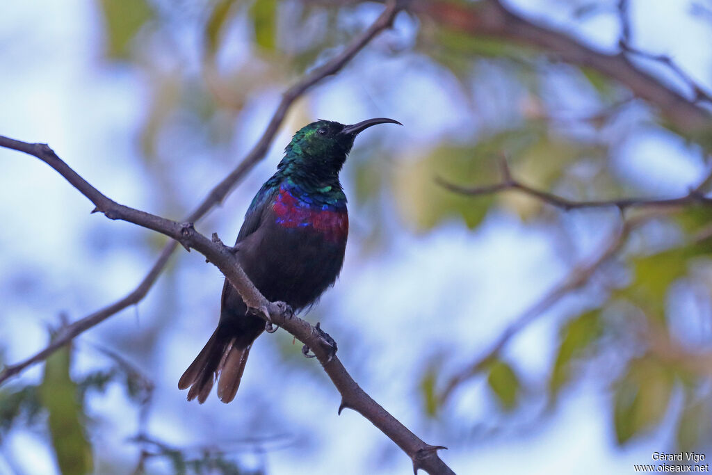 Souimanga de Mariqua - Souimanga du Marico<br />adulte