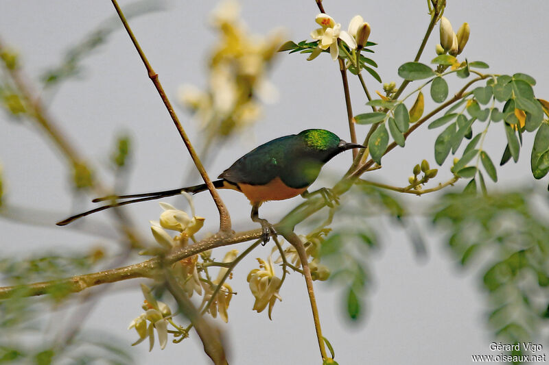 Pygmy Sunbird male adult
