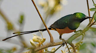 Pygmy Sunbird