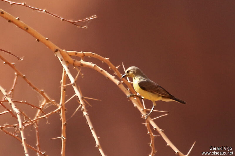 Pygmy Sunbird female adult