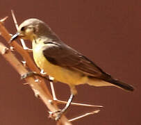 Pygmy Sunbird