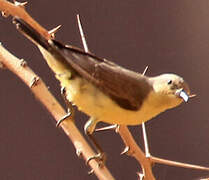 Pygmy Sunbird