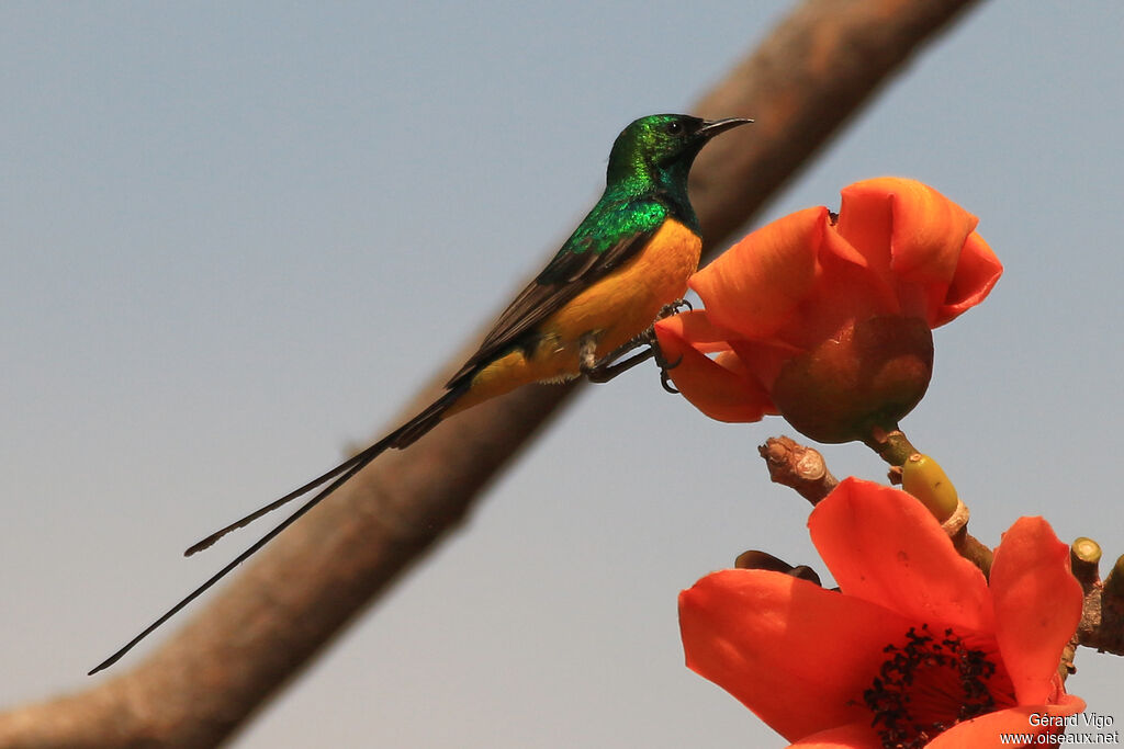 Pygmy Sunbird male adult