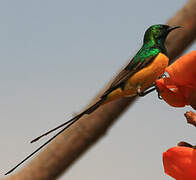 Pygmy Sunbird