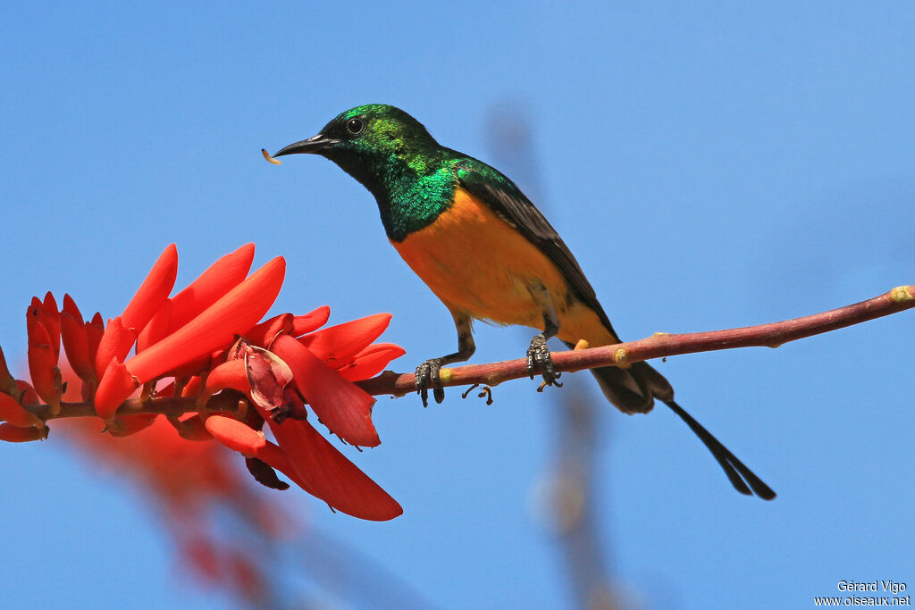 Pygmy Sunbird male adult breeding