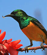 Pygmy Sunbird