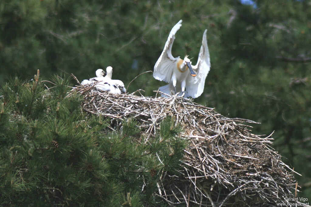 Eurasian Spoonbilladult, Reproduction-nesting